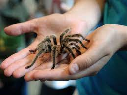 Are Pet Tarantulas Poisonous