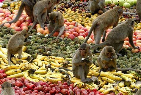 Monkey buffet festival