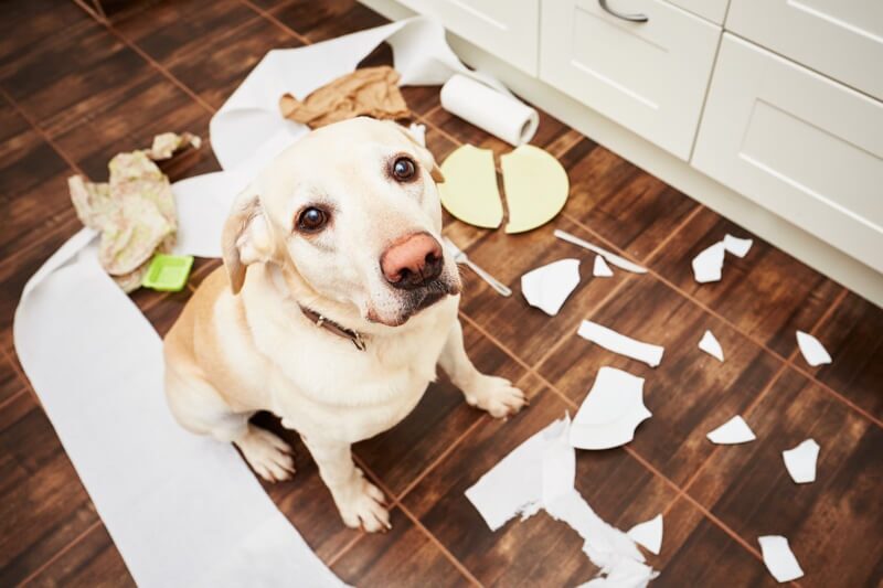 pet-proofing your house
