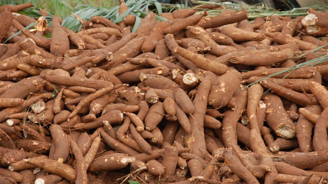 Ways-Nigeria-can-improve-her-agriculture_Cassava