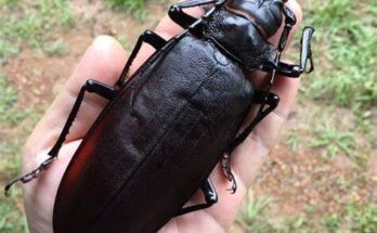Amazing Giant Insects In The World: Titan Beetle