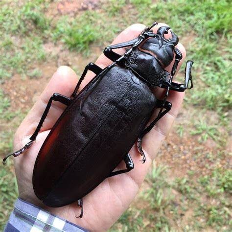 Amazing Giant Insects In The World: Titan Beetle