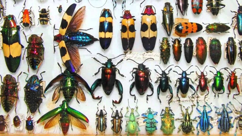 Amazing Giant Insects In The World