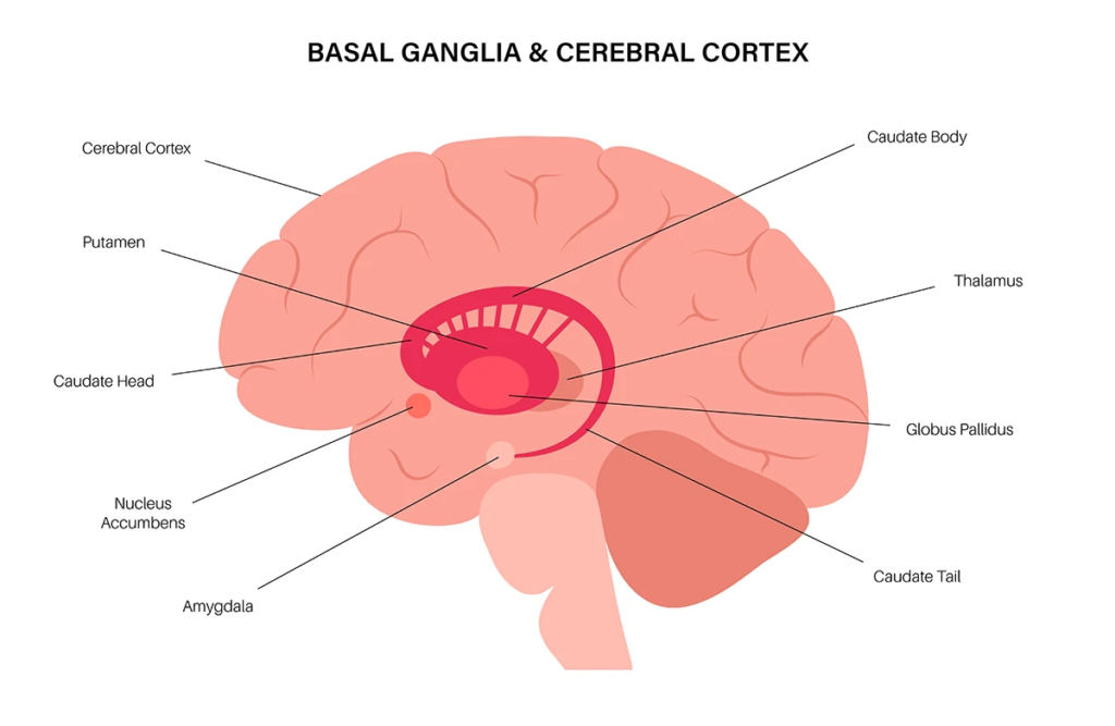  Basal Ganglia and Cerebral Cortex