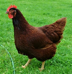 Rhode Island Red: The Egg-Laying Champion