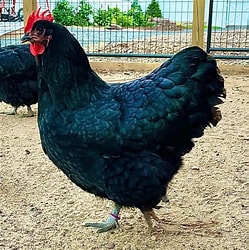 5 Poultry Species That Will Boost Your Profits”