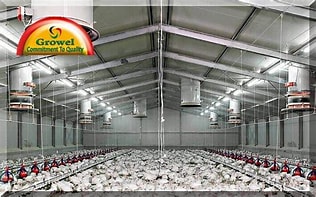 Effective Housing Systems for Successful Poultry Production