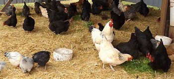 Effective Housing Systems for Successful Poultry Production