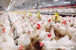 5 Poultry Species That Will Boost Your Profits”