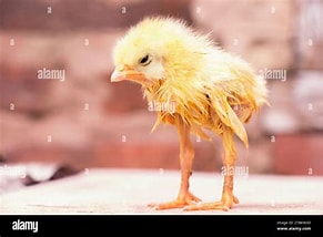 Different Causes of Poultry Disease in a Poultry Farm and Solutions